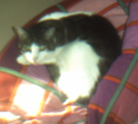 meine Katze meine Katze